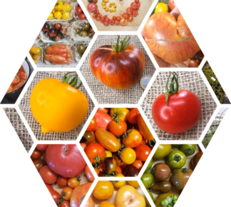 Katalog Bio-Tomaten
