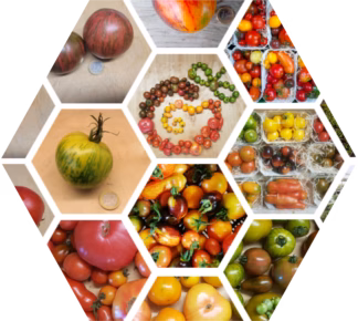 Katalog Bio-Tomaten