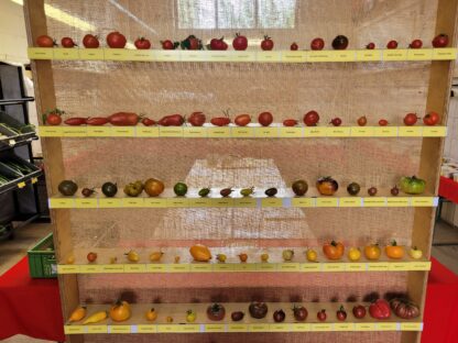 2. Tomatenverkostung am 2. August 2025, von 15 bis 17 Uhr
