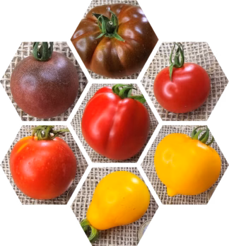 Bio-Tomaten-Pflanzen-Paket Deutschland: Schwarz-Rot-Gold