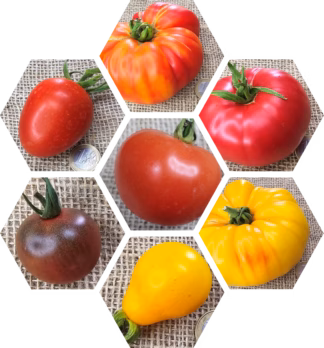 Bio-Tomaten-Pflanzen-Paket: Feinschmecker