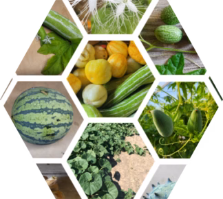 Katalog Bio-Gurke, Zucchini, Kürbisse, Melonen, Mais