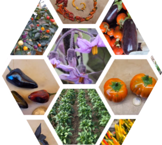 Katalog Bio-Auberginen, Paprikas, Chilis und Peperoni
