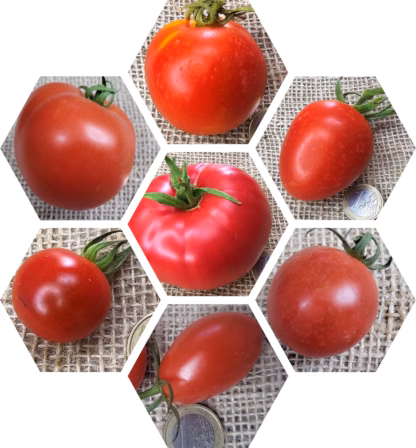 Bio-Tomaten-Pflanzen-Paket: Klassisch