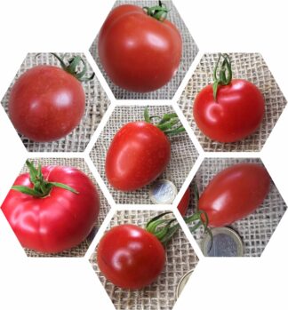 Bio-Saatgut-Paket: Tomaten Klassisch