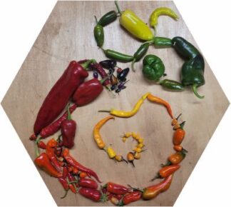 Bio-Paprika & Chili-Pflanzen-Paket