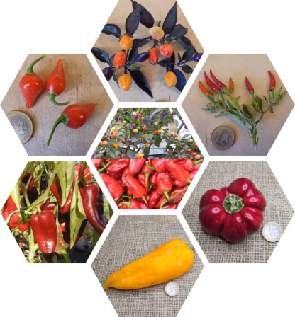 Bio-Paprika & Chili-Pflanzen-Paket