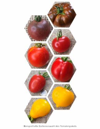 Bio-Tomaten-Pflanzen-Paket Deutschland: Schwarz-Rot-Gold