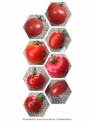 Bio-Tomaten-Jungpflanzen-Paket: Klassisch
