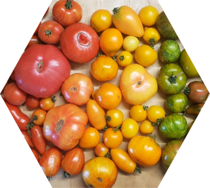 1. Tomatenverkostung am 1. August 2026, von 10 bis 12 Uhr