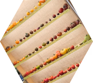 Bio-Tomaten-Pflanzen: Sortenwunsch aus Tomaten-Katalog