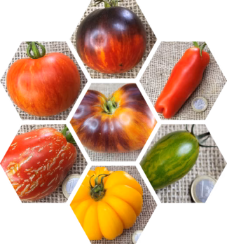Bio-Tomaten-Pflanzen-Paket: Überraschung