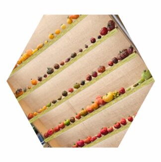 Bio-Pflanzen-Tomate: Sortenwunsch aus Tomaten-Katalog