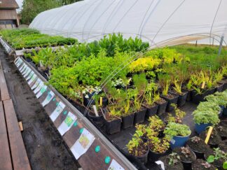 Liste von Bio Heil-, Wild-, und Gewürzpflanzen, Minzen, Stauden, Blumen, Basilikum (Beschreibung+Preise)