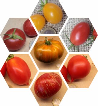 Bio-Saatgut-Paket: Tomaten Feinschmecker
