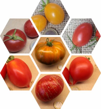 Bio-Saatgut-Paket: Tomaten Feinschmecker