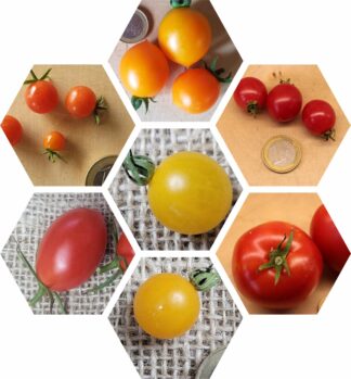 Bio-Saatgut-Paket: Tomaten Pflegeleicht und Zeitmangel
