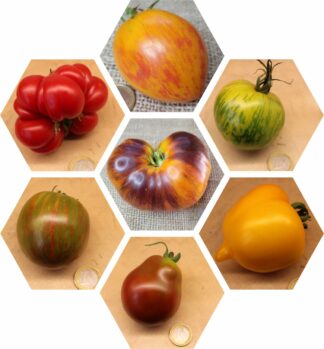 Bio-Saatgut-Paket: Tomaten Überraschung