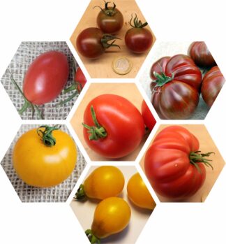 Bio-Saatgut-Paket: Tomaten Deutschland (Schwarz-Rot-Gold)