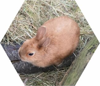 Tier-Patenschaft für Zwerg-Kaninchen: Dave the magical carrot Wizard