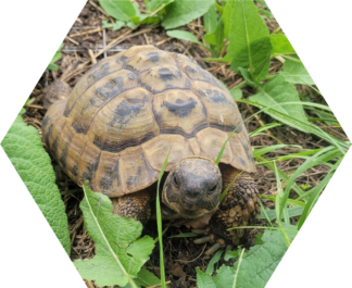 Tier-Patenschaft für Griechische Land-Schildkröte: Schiggy