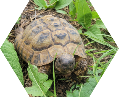 Tier-Patenschaft für Griechische Land-Schildkröte: Schiggy