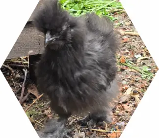 Tier-Patenschaft für Huhn: Coco