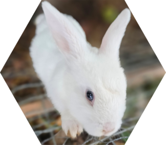 Tier-Patenschaft für Zwerg-Kaninchen: Snowball (Spitzname: Der Ball)