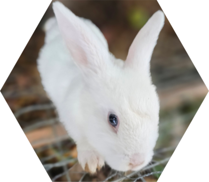 Tier-Patenschaft für Zwerg-Kaninchen: Snowball (Spitzname: Der Ball)