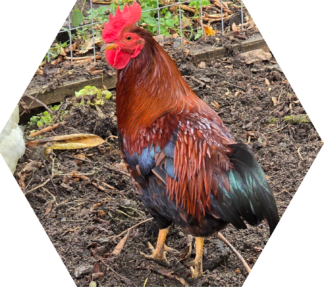 Tier-Patenschaft für unseren Zwerg-Welsumer-Hahn: Eggbert