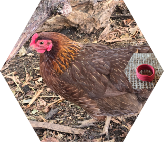 Tier-Patenschaft für Huhn: Egglantine