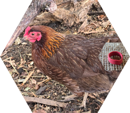 Tier-Patenschaft für Huhn: Egglantine