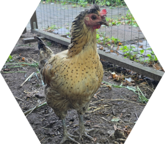 Tier-Patenschaft für Huhn: Gackerlinde