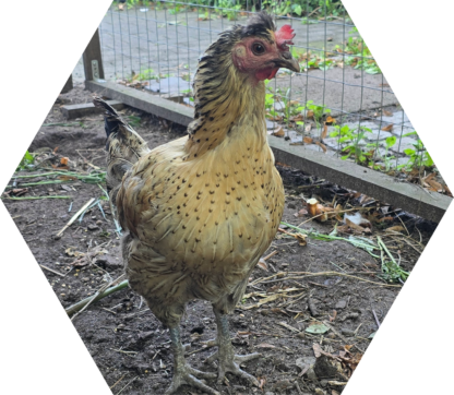 Tier-Patenschaft für Huhn: Gackerlinde