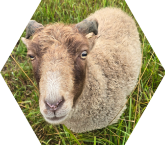 Tier-Patenschaft für Mini-Schaf: Frodo