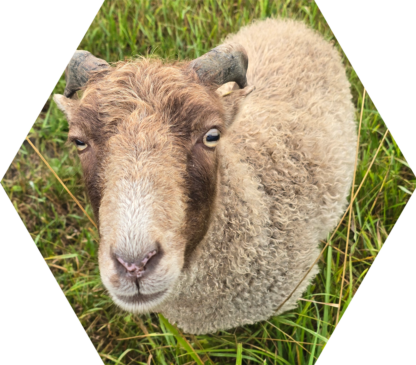 Tier-Patenschaft für Mini-Schaf: Frodo
