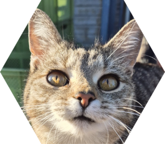 Tier-Patenschaft für Katze: Gretel