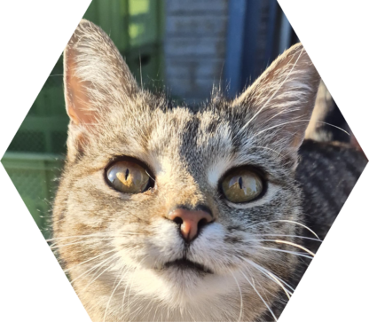 Tier-Patenschaft für Katze: Gretel