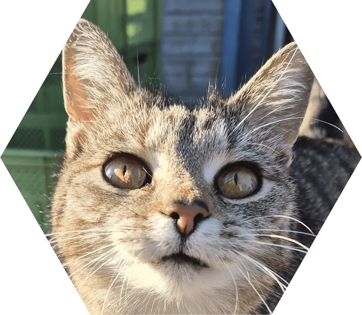 Tier-Patenschaft für Katze: Gretel