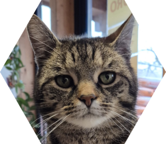 Tier-Patenschaft für Kater: Hänsel