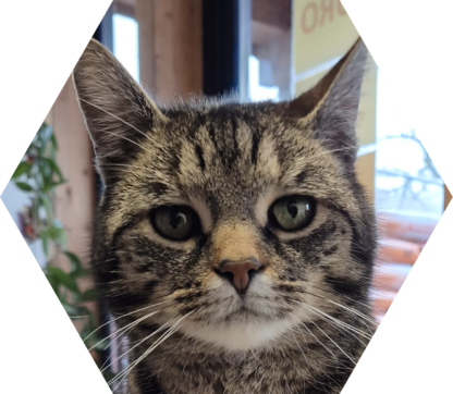 Tier-Patenschaft für Kater: Hänsel