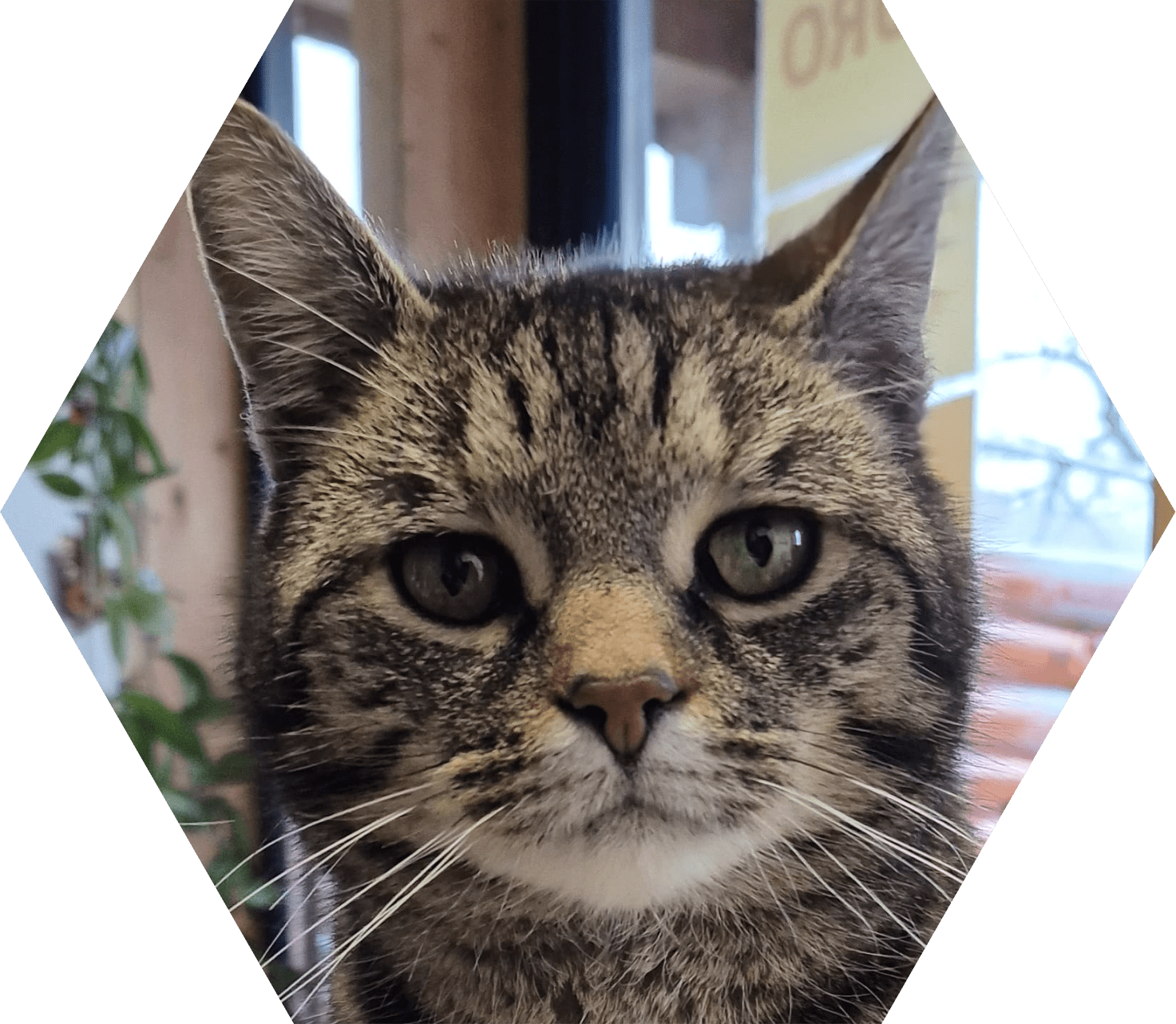 Tier-Patenschaft für Kater: Hänsel