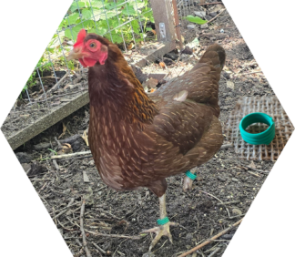 Tier-Patenschaft für Huhn: Henrietta