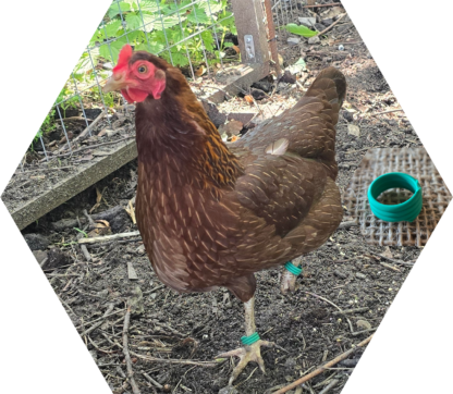 Tier-Patenschaft für Huhn: Henrietta