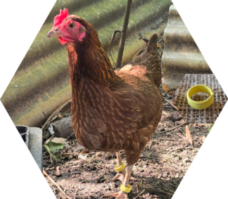 Tier-Patenschaft für Huhn: Omelettchen