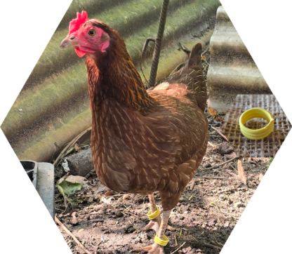 Tier-Patenschaft für Huhn: Omelettchen