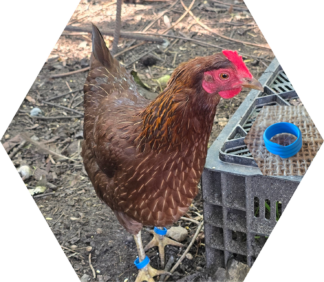 Tier-Patenschaft für Huhn: Schlauberta