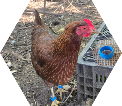 Tier-Patenschaft für Huhn: Schlauberta