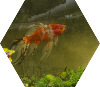 Tier-Patenschaft für die Shubunkin-Goldfisch-Familie