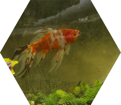 Tier-Patenschaft für die Shubunkin-Goldfisch-Familie